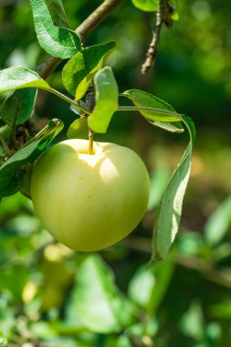 Bir meyve bahçesi dalında bir yeşil elma