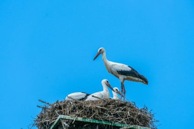 Bir beyaz leylek (Ciconia ciconia) - aile bir yetişkin ve bir yuva Polonya kırsal kesimde üç genç leylek civciv