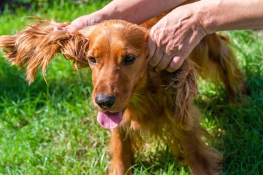 Kahverengi cocker spaniel köpek içinde belgili tanımlık bahçe - seçici odak okşayarak eller