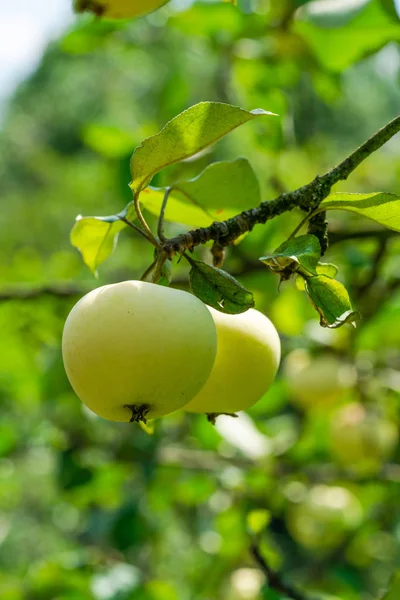 Due Mele Verdi Sul Ramo Frutteto — Foto Stock