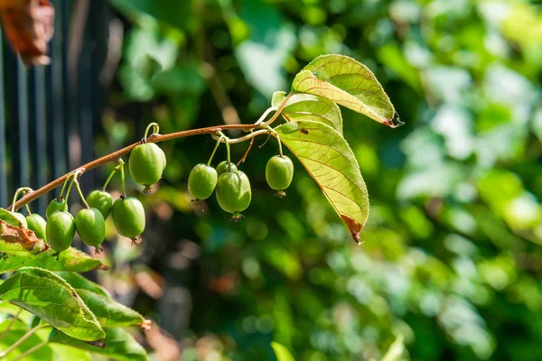 Grön Kiwifrukt Actinidia Issai Träd Närbild Med Selektiv Fokus — Stockfoto