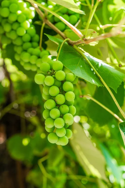 Bunch Green Grapes Vine Green Leaves — Stock Photo, Image