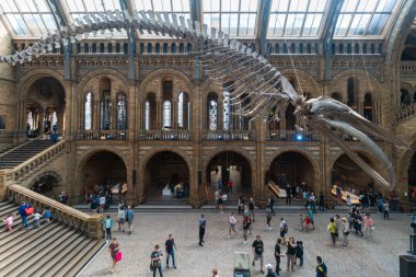 Londra 17 Ağustos 2018: Doğal Tarih Müzesi tavanda asılı bir mavi balina Scheleton. 2017 yılında eski yerine koymak o tonozlu merkezi hall hakim bir Diplodocus döküm