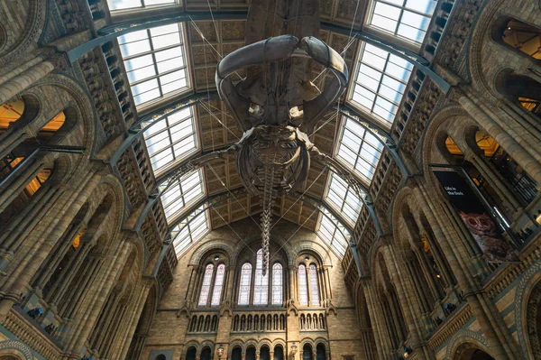 Agosto Londres 2018 Esqueleto Uma Baleia Azul Pendurada Teto Museu — Fotografia de Stock