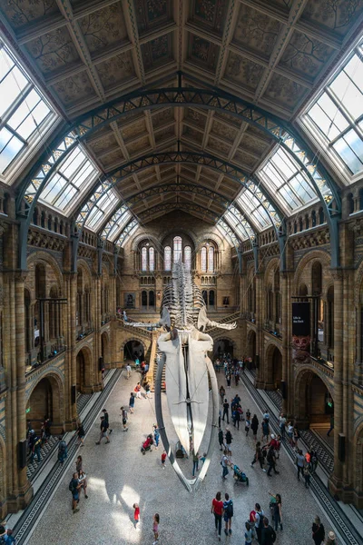 自然史博物館の天井からぶら下がっているシロナガスクジラのロンドン 2018 Scheleton 2017 年にそれは中央のアーチ型のホールを支配したキャスト ディプロドクスを置き換え — ストック写真