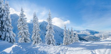 Wide panoramic view of winter landscape with snow covered trees and Alps in Seefeld in the Austrian state of Tyrol. Winter in Austria