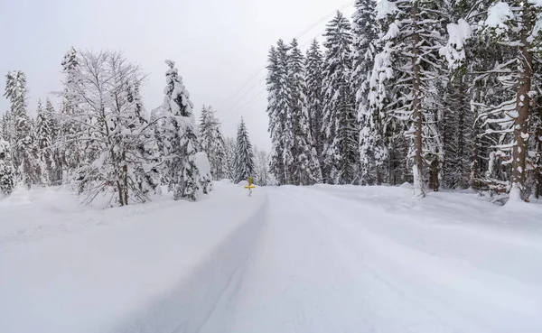 Vista Panorámica Del Paisaje Invernal Con Árboles Cubiertos Nieve Cerca — Foto de Stock