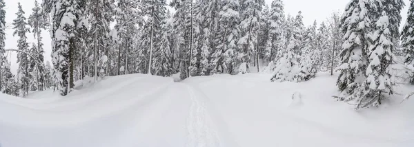 Amplia Vista Panorámica Del Paisaje Invernal Con Árboles Cubiertos Nieve — Foto de Stock