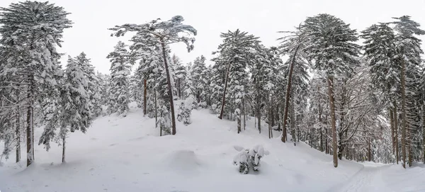 Vedere Panoramică Largă Peisajului Iarnă Copaci Acoperiți Zăpadă Seefeld Statul — Fotografie, imagine de stoc