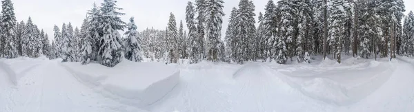 360 Vedere Panoramică Largă Peisajului Iarnă Copaci Acoperiți Zăpadă Lângă — Fotografie, imagine de stoc