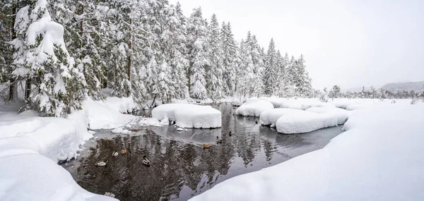 Vista Panorámica Del Paisaje Invernal Con Árboles Cubiertos Nieve Seefeld — Foto de Stock