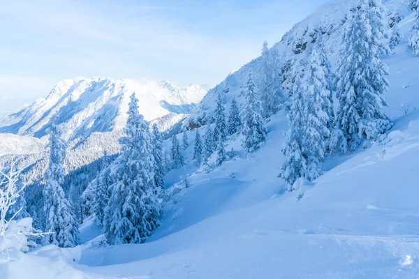 在奥地利蒂罗尔州的塞费尔德 冬季景观与雪覆盖的树木和阿尔卑斯山 冬季在奥地利 — 图库照片