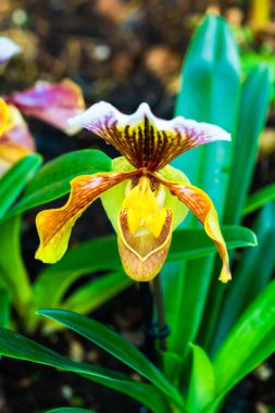 Bayan terlik orkide (bilimsel adı - Cypripedioideae) - closeup seçici odak ile