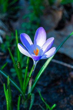 Crocus - closeup seçici odak ile