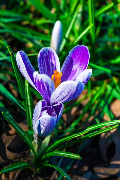 Šafrán Detailní Selektivní Ostření — Stock fotografie