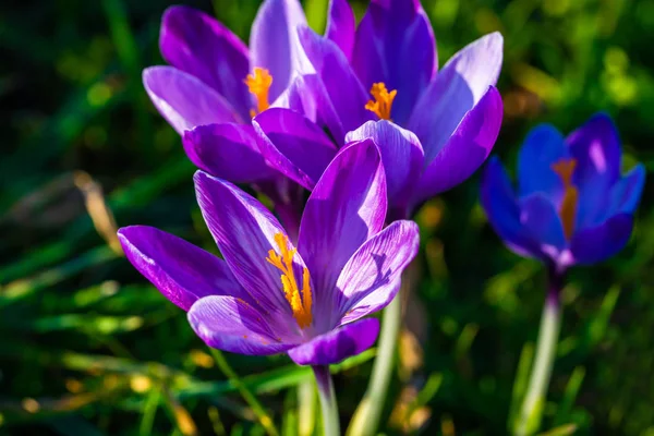 Šafrán Detailní Selektivní Ostření — Stock fotografie