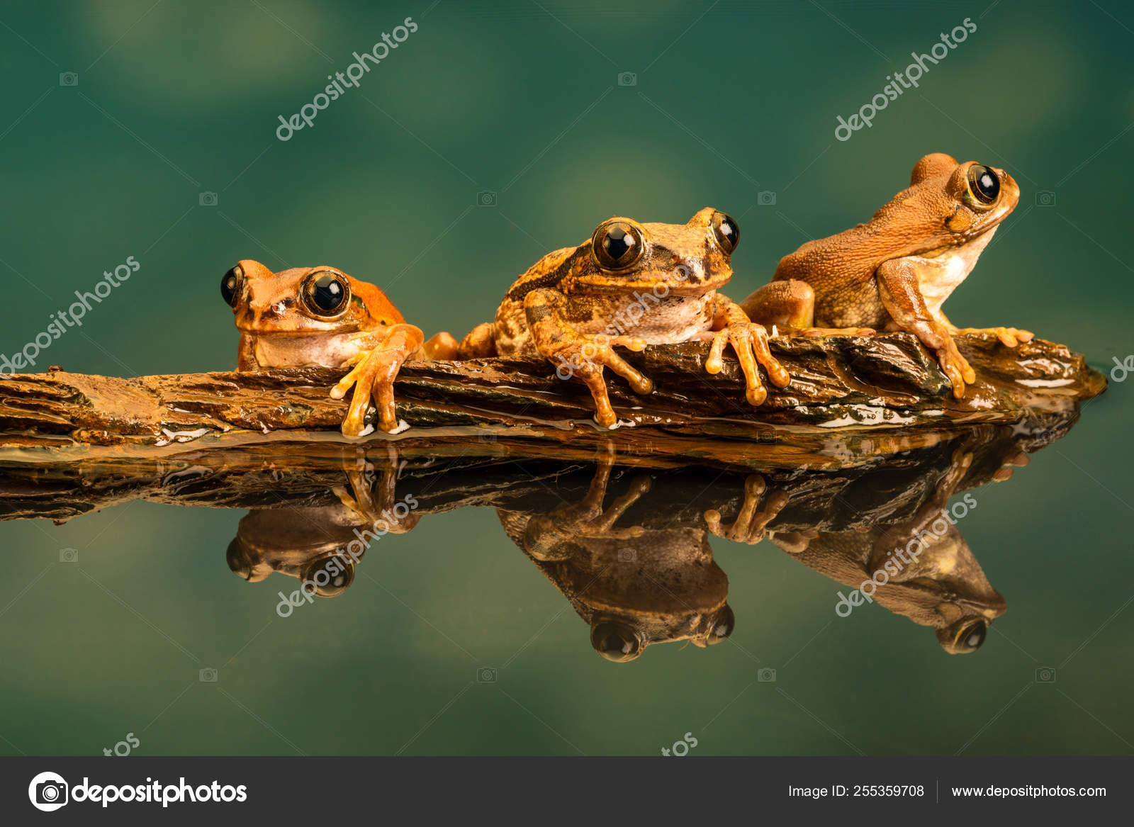 孔雀アマガエル Leptopelis Vermiculatus として知られているアマニ森 アオガエルのなかまや虫食いの木とぼとぼ歩く カエルの種 タンザニアの森林地帯で発見します 水中での反射 ストック写真 C Rubinowadama 255359708