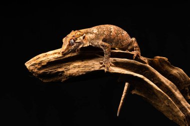 Çirkin yaratık gecko (Rhacodactylus auriculatus) veya Yeni Kaledonya inişli çıkışlı gecko gecko sadece Yeni Kaledonya Adası'nın güney ucunda bulunan bir familyasından.
