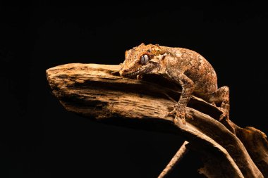 Çirkin yaratık gecko (Rhacodactylus auriculatus) veya Yeni Kaledonya inişli çıkışlı gecko gecko sadece Yeni Kaledonya Adası'nın güney ucunda bulunan bir familyasından.