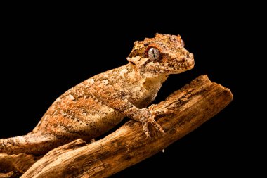 Çirkin yaratık gecko (Rhacodactylus auriculatus) veya Yeni Kaledonya inişli çıkışlı gecko gecko sadece Yeni Kaledonya Adası'nın güney ucunda bulunan bir familyasından.