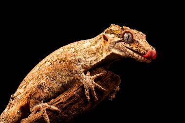 Çirkin yaratık gecko (Rhacodactylus auriculatus) veya Yeni Kaledonya inişli çıkışlı gecko gecko sadece Yeni Kaledonya Adası'nın güney ucunda bulunan bir familyasından.