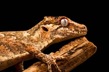 Çirkin yaratık gecko (Rhacodactylus auriculatus) veya Yeni Kaledonya inişli çıkışlı gecko gecko sadece Yeni Kaledonya Adası'nın güney ucunda bulunan bir familyasından.