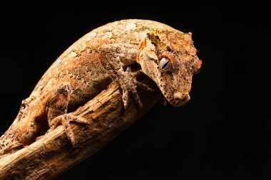 Çirkin yaratık gecko (Rhacodactylus auriculatus) veya Yeni Kaledonya inişli çıkışlı gecko gecko sadece Yeni Kaledonya Adası'nın güney ucunda bulunan bir familyasından.