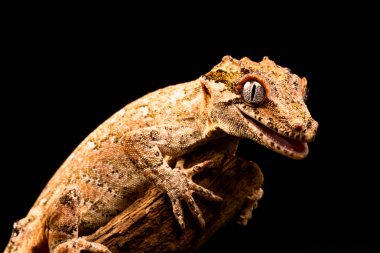 Çirkin yaratık gecko (Rhacodactylus auriculatus) veya Yeni Kaledonya inişli çıkışlı gecko gecko sadece Yeni Kaledonya Adası'nın güney ucunda bulunan bir familyasından.
