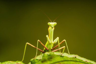 Afrika çizgili mantis (Sphodromantis lineola) veya Afrika devesi, türüdür Afrika - closeup seçici odak ile peygamber devesi.