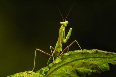 Afrika çizgili mantis (Sphodromantis lineola) veya Afrika devesi, türüdür Afrika - closeup seçici odak ile peygamber devesi.