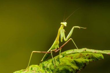 Afrika çizgili mantis (Sphodromantis lineola) veya Afrika devesi, türüdür Afrika - closeup seçici odak ile peygamber devesi.