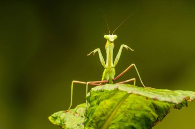 Afrika çizgili mantis (Sphodromantis lineola) veya Afrika devesi, türüdür Afrika - closeup seçici odak ile peygamber devesi.