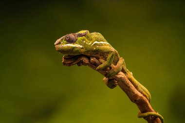 Panter bukalemun (Furcifer pardalis) familyasından bir bukalemun Madagaskar Doğu ve Kuzey bölgelerinde bulundu. Seçici odak ile portre.