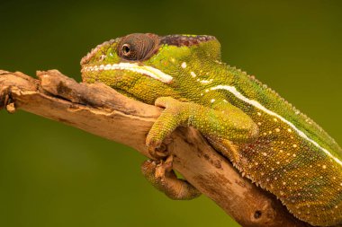Panter bukalemun (Furcifer pardalis) familyasından bir bukalemun Madagaskar Doğu ve Kuzey bölgelerinde bulundu. Seçici odak ile portre.