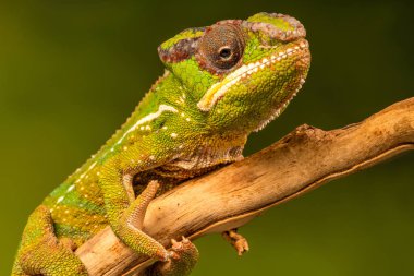 Panter bukalemun (Furcifer pardalis) familyasından bir bukalemun Madagaskar Doğu ve Kuzey bölgelerinde bulundu. Seçici odak ile portre.