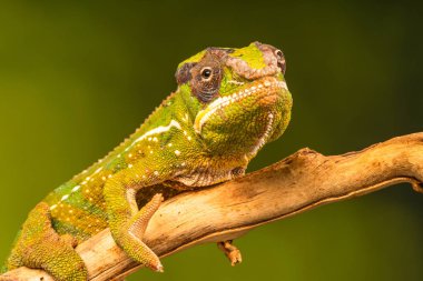 Panter bukalemun (Furcifer pardalis) familyasından bir bukalemun Madagaskar Doğu ve Kuzey bölgelerinde bulundu. Seçici odak ile portre.