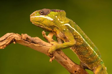 Panter bukalemun (Furcifer pardalis) familyasından bir bukalemun Madagaskar Doğu ve Kuzey bölgelerinde bulundu. Seçici odak ile portre.