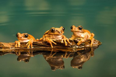 Üç tavus kuşu ağacı olarak da bilinen Amani treefrog orman veya vermiculated kurbağalar (Leptopelis vermiculatus) trog ağaç, kurbağa türlerinin Tanzanya orman alanlarında bulunur. Su yansımalar