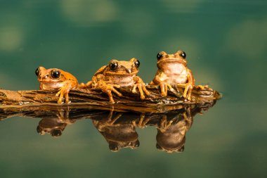 Üç tavus kuşu ağacı olarak da bilinen Amani treefrog orman veya vermiculated kurbağalar (Leptopelis vermiculatus) trog ağaç, kurbağa türlerinin Tanzanya orman alanlarında bulunur. Su yansımalar