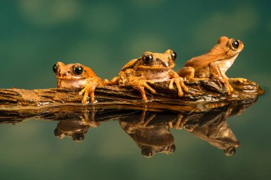 Üç tavus kuşu ağacı olarak da bilinen Amani treefrog orman veya vermiculated kurbağalar (Leptopelis vermiculatus) trog ağaç, kurbağa türlerinin Tanzanya orman alanlarında bulunur. Su yansımalar