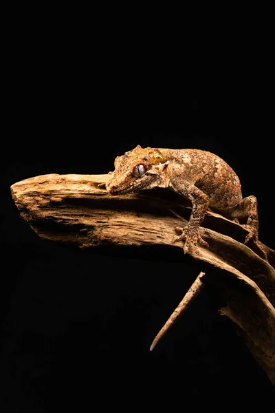 ツノミカドヤモリ ミカドヤモリ属差違 またはツノミカドヤモリはニューカレドニア島の南の端にのみ生息するヤモリの種 — ストック写真