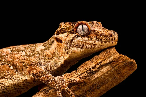 Chrlič Gecko Rhacodactylus Auriculatus Nebo Nové Caledonian Hrbolatá Gecko Druh — Stock fotografie