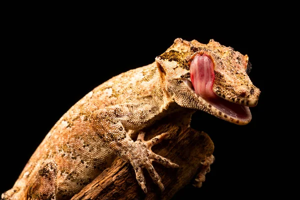 Gargoyle Gecko Rhacodactylus Auriculatus New Caledonian Bumpy Gecko Uma Espécie — Fotografia de Stock