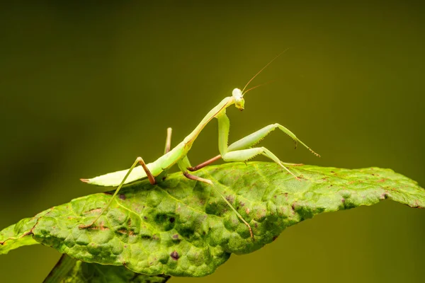 Mantide Africana Sphodromantis Lineola Mantide Religiosa Africana Una Specie Mantide — Foto Stock