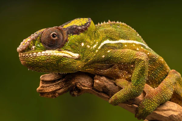 Panther Chameleon Furcifer Pardalis Species Chameleon Found Eastern Northern Parts — Stock Photo, Image