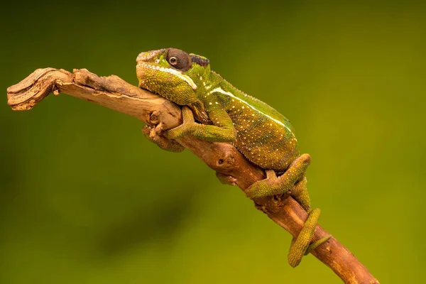 パンサー カメレオン Furcifer ポスター発表の部 マダガスカルの東および北の部分にあるカメレオンの種です セレクティブ フォーカス クローズ アップ — ストック写真