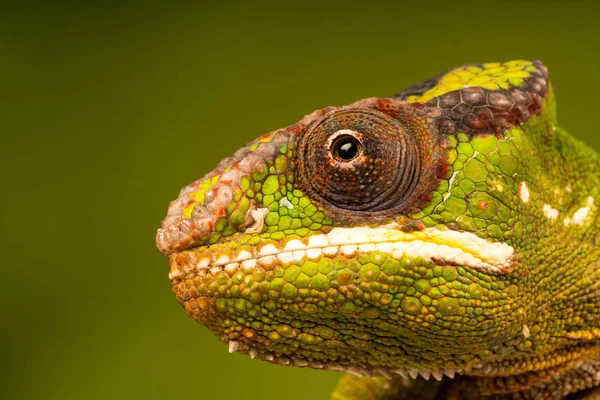 Panther Chameleon Furcifer Pardalis Species Chameleon Found Eastern Northern Parts — Stock Photo, Image