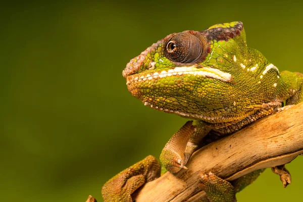 Panther Chameleon Furcifer Pardalis Species Chameleon Found Eastern Northern Parts — Stock Photo, Image