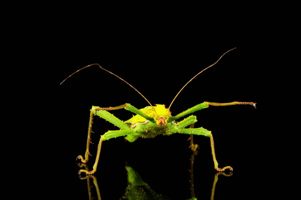 Ninfa Gigante Selva Fêmea Heteropteryx Dilatata Também Conhecida Como Inseto — Fotografia de Stock