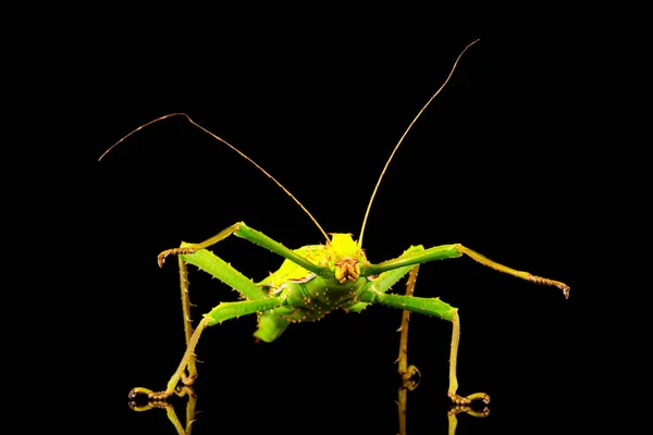 Gigante Ninfa Della Giungla Femmina Heteropteryx Dilatata Conosciuta Anche Come — Foto Stock